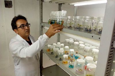 notícia: Melhoramento genético de mudas eleva produção e reduz perdas no campo
