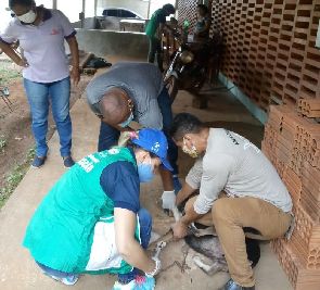 notícia: Governo do Amapá realiza ação de monitoramento da leishmaniose visceral canina em Serra do Navio