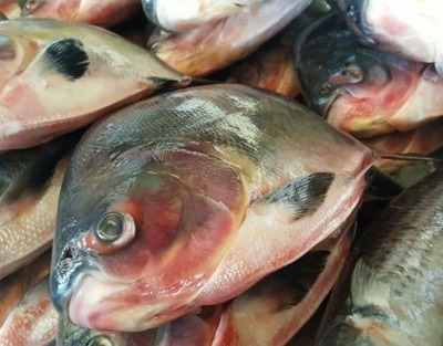 notícia: Síndrome de Haff: Superintendência de Vigilância em Saúde monitora dois casos compatíveis e dois suspeitos no Amapá