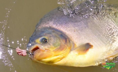 notícia: Número de casos compatíveis com síndrome de haff aumenta para oito no Amapá