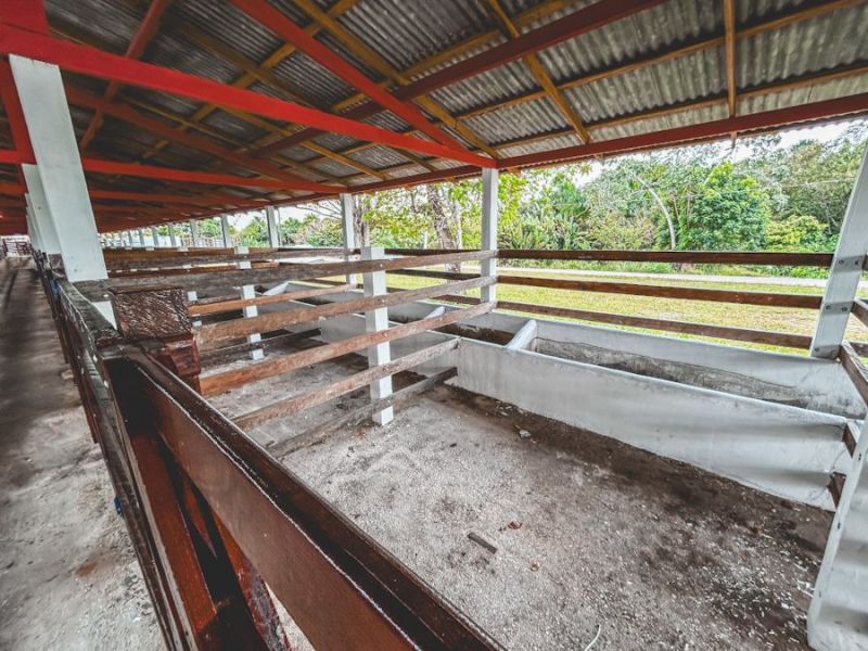 Poderão participar da exposição animais de todas as regiões do estado e do país
