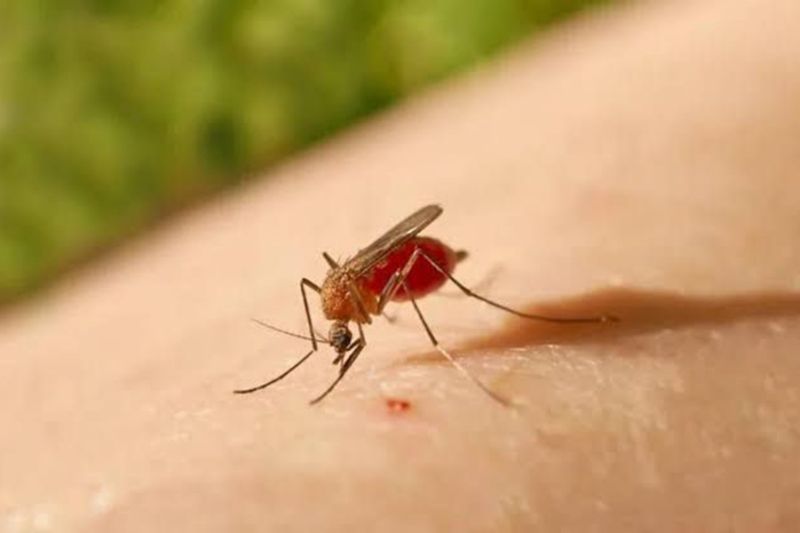 A Febre do Oropouche é transmitida por mosquitos. Entre os sintomas estão dores de cabeça, musculares, febre e náusea