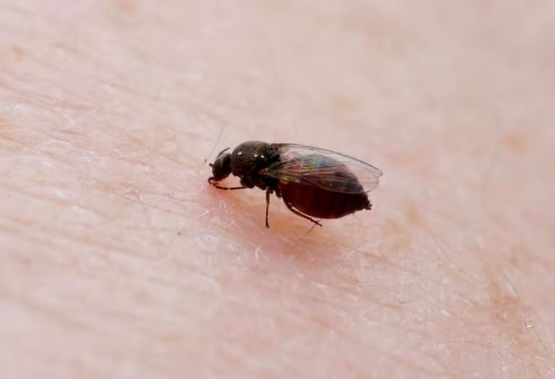 Os sintomas da doença são parecidos com os da dengue e da chikungunya. 