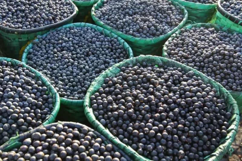 Foram beneficiados inicialmente com o Amapá mais Produtivo, 25 agricultores de açaí