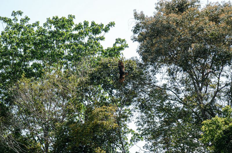 Uma das árvores localizadas possui cerca de 70 metros de altura, o que equivale a um prédio de 24 andares
