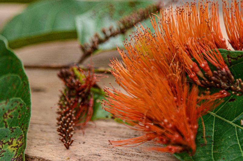 Amapá é o estado mais preservado da Amazônia