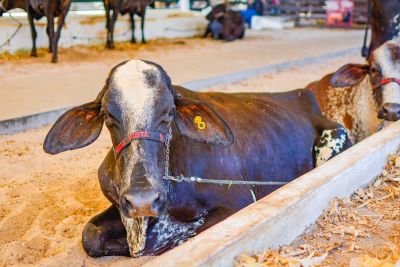 notícia: Espaços para exposição e comercialização de animais na 54ª Expofeira do Amapá ainda estão disponíveis no Parque de Exposições