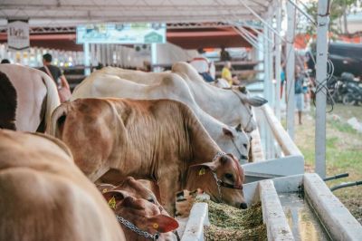 notícia: Com reconhecimento histórico, 54ª Expofeira do Amapá será a primeira com status sanitário livre da febre aftosa sem vacinação