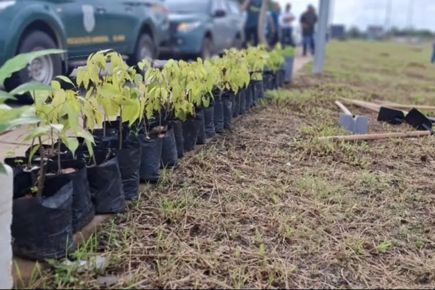 além de ipês foram plantados pés de acapu e uma Samaúma próximo ao viaduto <div class='credito_fotos'>Foto: Redação   |   <a href='/midias/2025/originais/20250222163239-GC00029219-F00071140E.webp' download><i class='fa-solid fa-download'></i> Download</a></div>