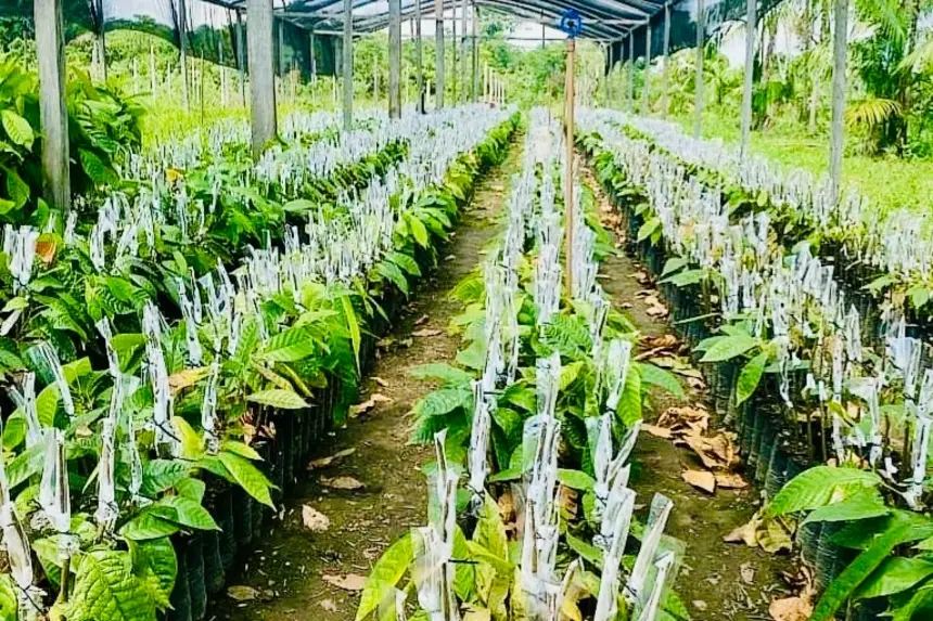 Mudas clonais em fase de desenvolvimento de novas folhas e brotagem.