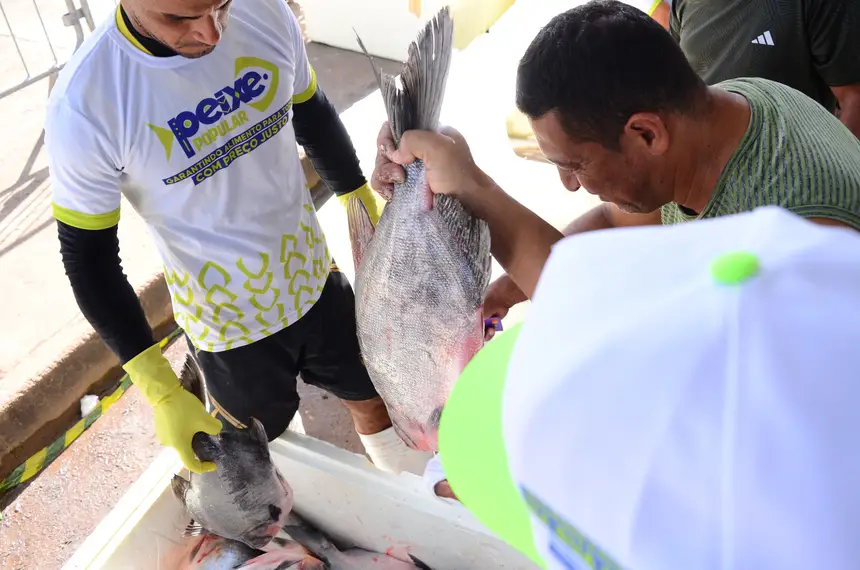  <div class='credito_fotos'>Foto: Maksuel Martins/GEA   |   <a href='/midias/2025/originais/20250416140711-GF00016011-F00188946.webp' download><i class='fa-solid fa-download'></i> Download</a></div>