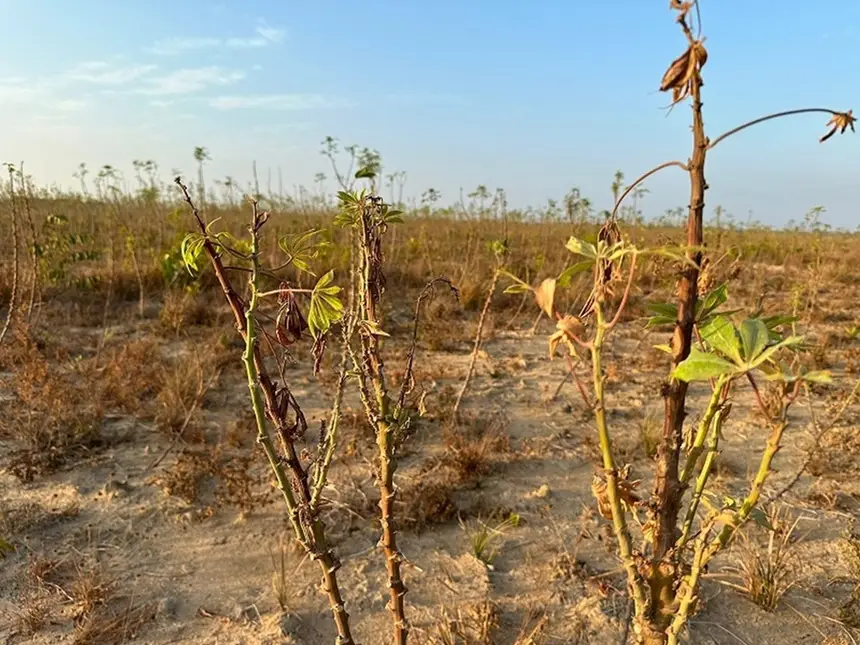 A vassoura-de-bruxa da mandioca afeta plantações em ambos territórios da fronteira Brasil/França