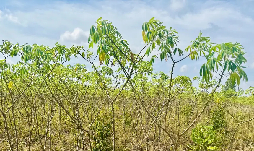 Área de plantio de mandioca no assentamento Raimundo Osmar em Macapá.