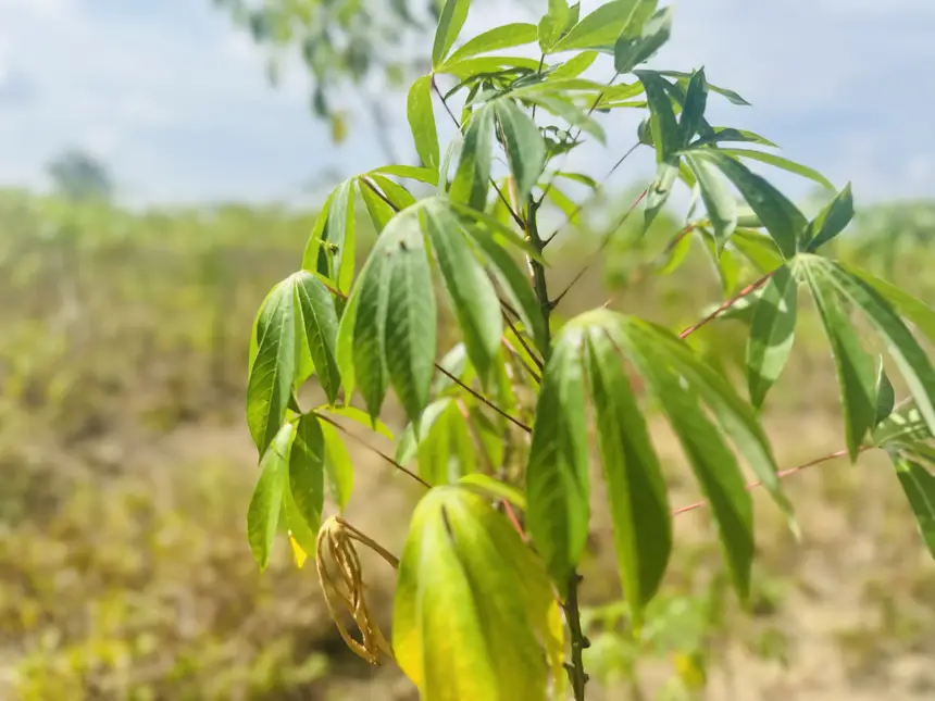  Planta da mandioca ainda em crescimento na comunidade Raimundo Osmar.