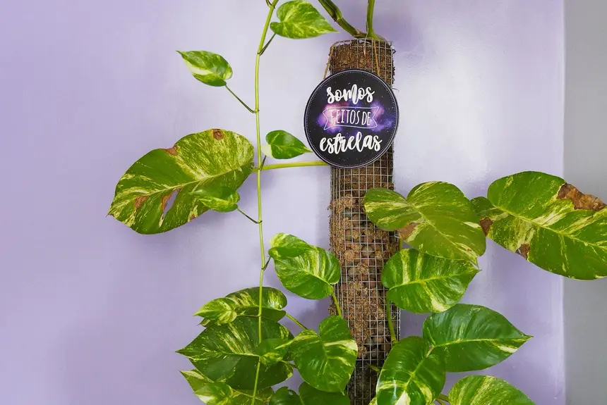  <div class='credito_fotos'>Foto: Lidiane Lima/GEA   |   <a href='/midias/2025/originais/20251024123726-GF00016627-F00208164.webp' download><i class='fa-solid fa-download'></i> Download</a></div>