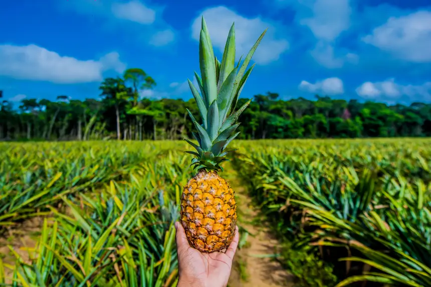  <div class='credito_fotos'>Foto: Maksuel Martins/GEA   |   <a href='/midias/2025/originais/20251106143337-GF00016651-F00208660.webp' download><i class='fa-solid fa-download'></i> Download</a></div>