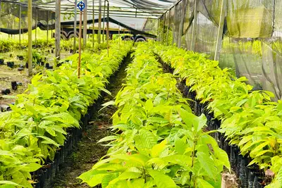 notícia:  Amapá Cacau: Governo do Estado adquire mudas cacaueiras para jardins clonais em Porto Grande e Oiapoque