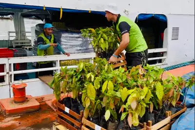 notícia: Amapá Cacau: Governo do Estado articula envio de mudas cacaueiras clone para Macapá 