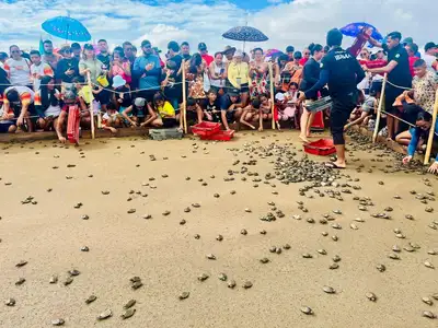 notícia: Governo do Amapá participa da 42ª Soltura de Quelônios da Amazônia na Ilha dos Camaleões, em Afuá 