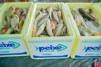 notícia: Peixe Popular: confira preços das espécies, locais de comercialização e os municípios participantes do projeto
