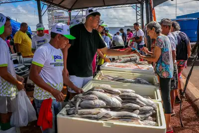 notícia: Peixe Popular da Semana Santa comercializa mais de 160 toneladas de pescado e movimenta mais de R$ 2,7 milhões no setor pesqueiro
