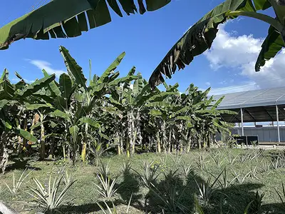 notícia: Governo do Estado apresentará ambiente rural voltado à fruticultura irrigada durante a 54ª Expofeira do Amapá