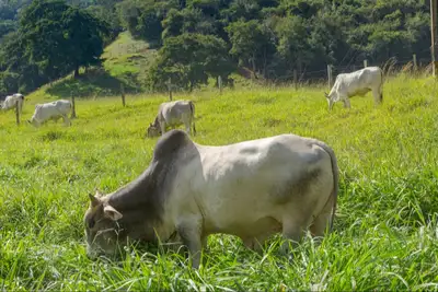 notícia: 54 ª Expofeira do Amapá recebe 100 animais da Fazenda Guarani, propriedade paraense referência em exportação internacional