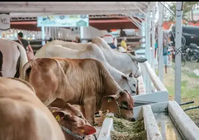notícia: 54ª Expofeira do Amapá: Governo do Estado encerra prazo de inscrições e inicia período de entrada dos animais nesta quinta-feira, 28
