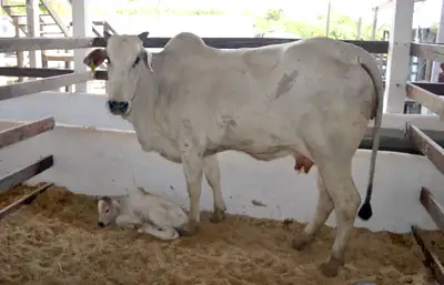 notícia: Vaca da raça nelore dá à luz ao primeiro bezerro, a segunda mascote nascida durante a 54ª Expofeira do Amapá