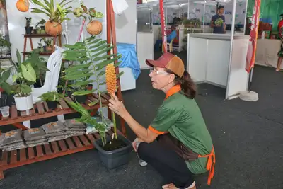 notícia: Técnica de cultivo japonesa e plantas decorativas transformam espaço da agricultura familiar na 54ª Expofeira do Amapá