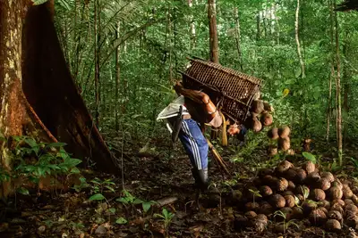 notícia: Amapá avança e Reserva do Rio Iratapuru se consolida em programa de áreas protegidas da Amazônia com recursos para preservação