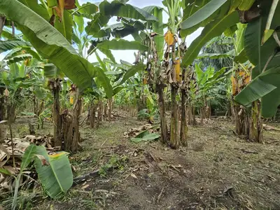 notícia: Balanço 2025: Governo do Estado impulsiona desenvolvimento rural com ações estruturantes e pioneiras para o setor agrícola amapaense  