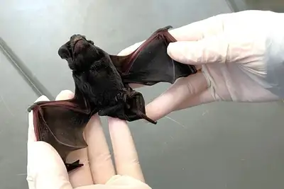 notícia: Amapá confirma caso de raiva humana em área remota de Oiapoque