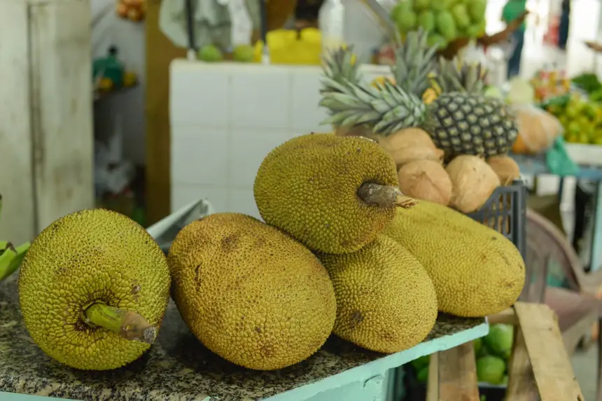  <div class='credito_fotos'>Foto: Gabriel Penha/Secom Gea &nbsp;&nbsp;|&nbsp;&nbsp; <a href='/midias/2026/originais/20260129115430-GF00016903-F00215994.webp' download><i class='fa-solid fa-download'></i> Download</a></div>