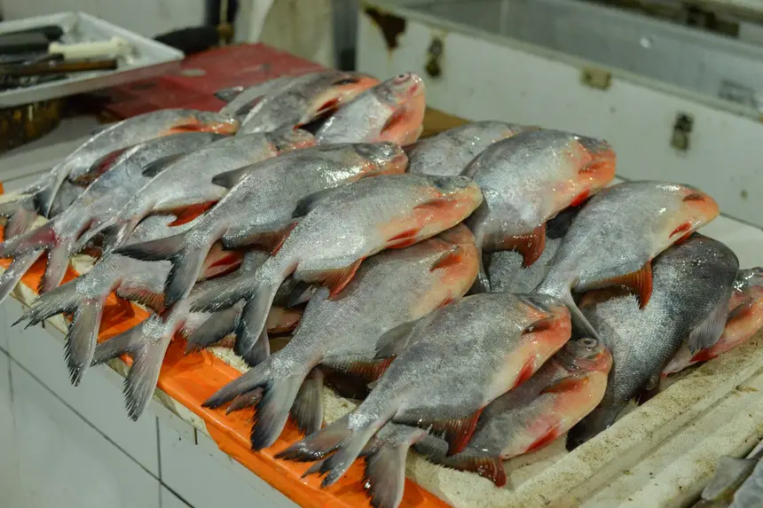  <div class='credito_fotos'>Foto: Gabriel Penha/Secom Gea &nbsp;&nbsp;|&nbsp;&nbsp; <a href='/midias/2026/originais/20260129115433-GF00016903-F00215998.webp' download><i class='fa-solid fa-download'></i> Download</a></div>