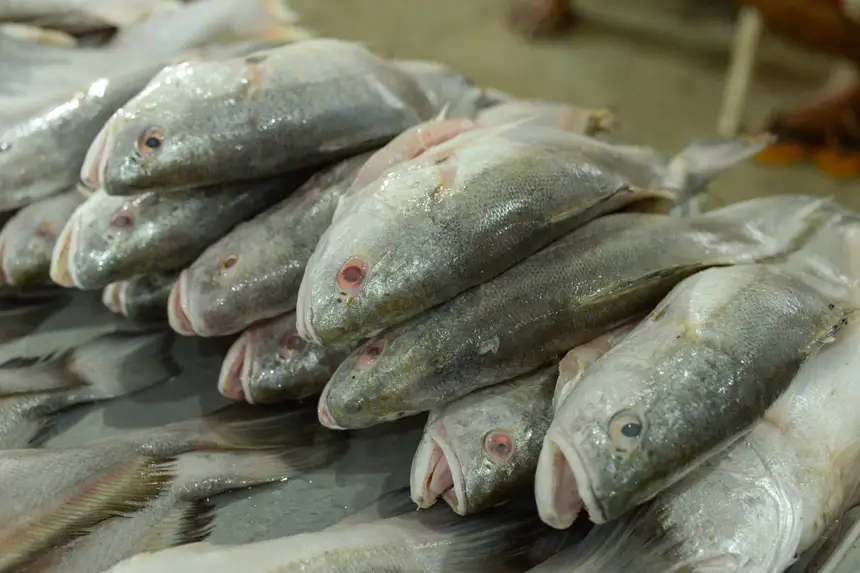  <div class='credito_fotos'>Foto: Gabriel Penha/Secom Gea &nbsp;&nbsp;|&nbsp;&nbsp; <a href='/midias/2026/originais/20260129115434-GF00016903-F00215999.webp' download><i class='fa-solid fa-download'></i> Download</a></div>