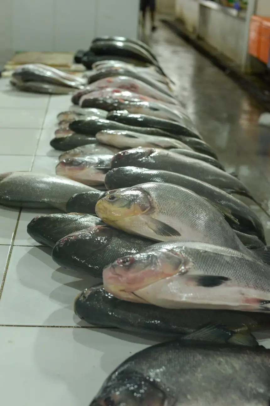  <div class='credito_fotos'>Foto: Gabriel Penha/Secom Gea &nbsp;&nbsp;|&nbsp;&nbsp; <a href='/midias/2026/originais/20260129115438-GF00016903-F00216004.webp' download><i class='fa-solid fa-download'></i> Download</a></div>