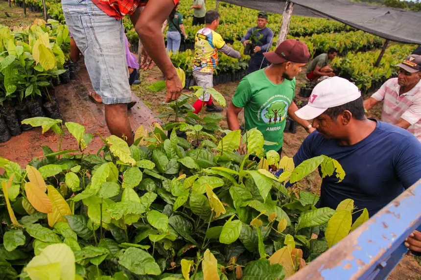Cada produtor recebeu 500 mudas de cacau com alto padrão técnico, cultivadas a partir de sementes da Ceplac/PA.