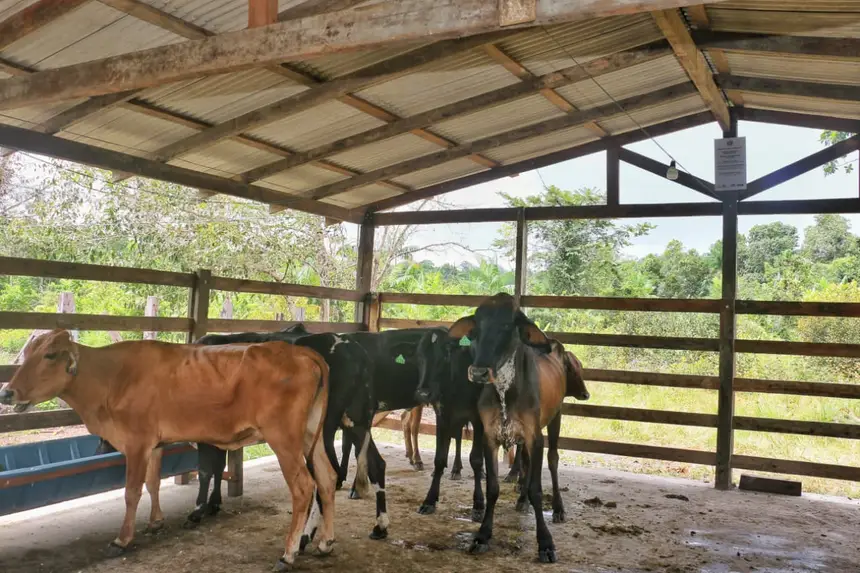  <div class='credito_fotos'>Foto: Aog Rocha/GEA &nbsp;&nbsp;|&nbsp;&nbsp; <a href='/midias/2026/originais/20260220074105-GF00016964-F00218489.webp' download><i class='fa-solid fa-download'></i> Download</a></div>