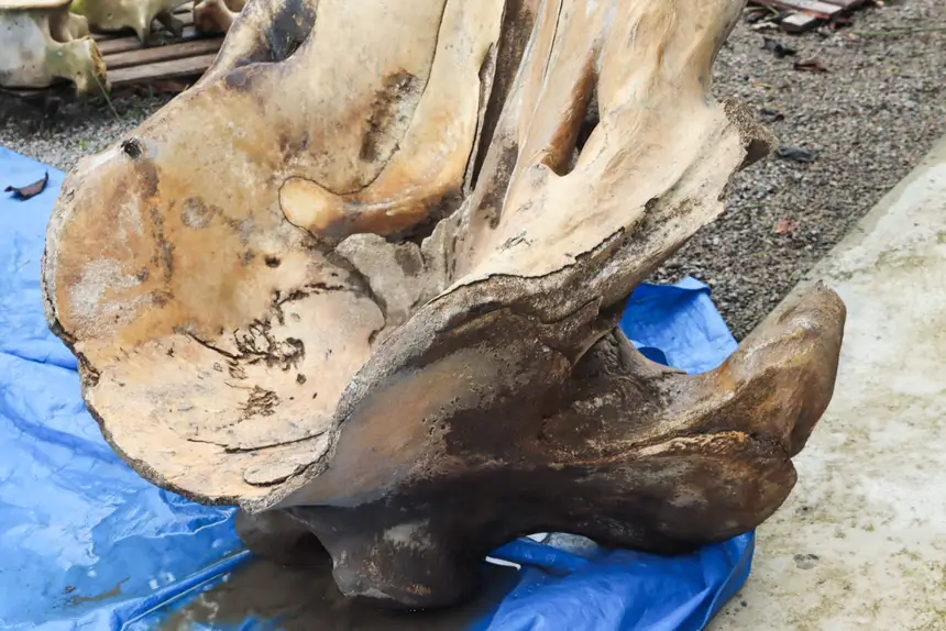 Crânio foi encontrado na região do Bailique, segundo a bióloga Cláudia Regina, as demais ossadas devem ter sido levadas pela maresia 