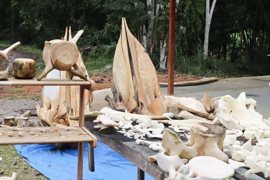  <div class='credito_fotos'>Foto: Adriano Monteiro/GEA &nbsp;&nbsp;|&nbsp;&nbsp; <a href='/midias/2026/originais/20260318082928-GF00017017-F00219711.webp' download><i class='fa-solid fa-download'></i> Download</a></div>