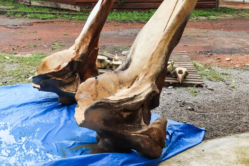  <div class='credito_fotos'>Foto: Adriano Monteiro/GEA &nbsp;&nbsp;|&nbsp;&nbsp; <a href='/midias/2026/originais/20260318082934-GF00017017-F00219717.webp' download><i class='fa-solid fa-download'></i> Download</a></div>