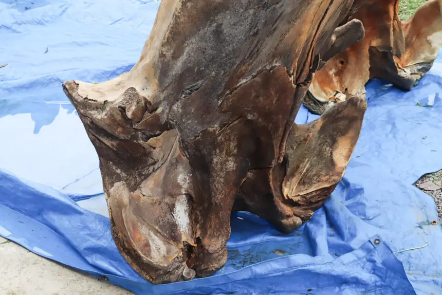  <div class='credito_fotos'>Foto: Adriano Monteiro/GEA &nbsp;&nbsp;|&nbsp;&nbsp; <a href='/midias/2026/originais/20260318082935-GF00017017-F00219719.webp' download><i class='fa-solid fa-download'></i> Download</a></div>