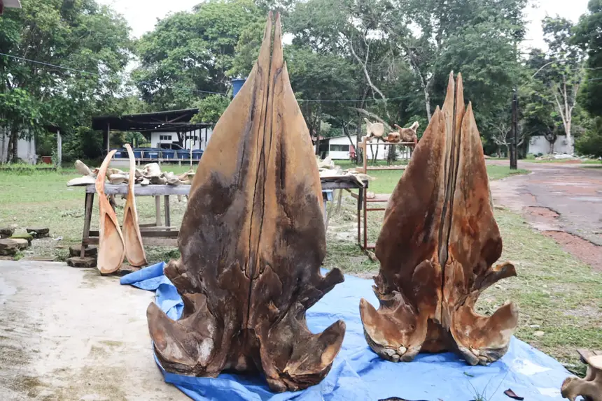  <div class='credito_fotos'>Foto: Adriano Monteiro/GEA &nbsp;&nbsp;|&nbsp;&nbsp; <a href='/midias/2026/originais/20260318082936-GF00017017-F00219720.webp' download><i class='fa-solid fa-download'></i> Download</a></div>