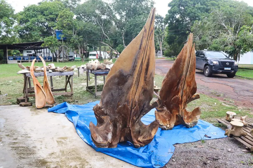  <div class='credito_fotos'>Foto: Adriano Monteiro/GEA &nbsp;&nbsp;|&nbsp;&nbsp; <a href='/midias/2026/originais/20260318082938-GF00017017-F00219722.webp' download><i class='fa-solid fa-download'></i> Download</a></div>