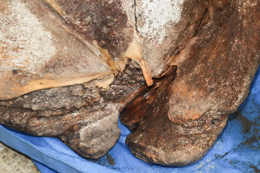  <div class='credito_fotos'>Foto: Adriano Monteiro/GEA &nbsp;&nbsp;|&nbsp;&nbsp; <a href='/midias/2026/originais/20260318082938-GF00017017-F00219723.webp' download><i class='fa-solid fa-download'></i> Download</a></div>