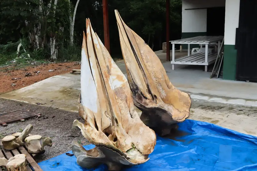  <div class='credito_fotos'>Foto: Adriano Monteiro/GEA &nbsp;&nbsp;|&nbsp;&nbsp; <a href='/midias/2026/originais/20260318082939-GF00017017-F00219724.webp' download><i class='fa-solid fa-download'></i> Download</a></div>