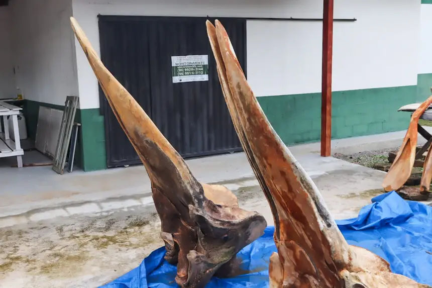  <div class='credito_fotos'>Foto: Adriano Monteiro/GEA &nbsp;&nbsp;|&nbsp;&nbsp; <a href='/midias/2026/originais/20260318082940-GF00017017-F00219725.webp' download><i class='fa-solid fa-download'></i> Download</a></div>