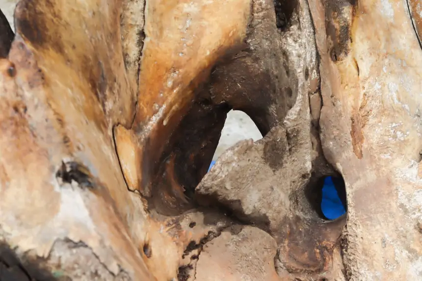  <div class='credito_fotos'>Foto: Adriano Monteiro/GEA &nbsp;&nbsp;|&nbsp;&nbsp; <a href='/midias/2026/originais/20260318082941-GF00017017-F00219726.webp' download><i class='fa-solid fa-download'></i> Download</a></div>