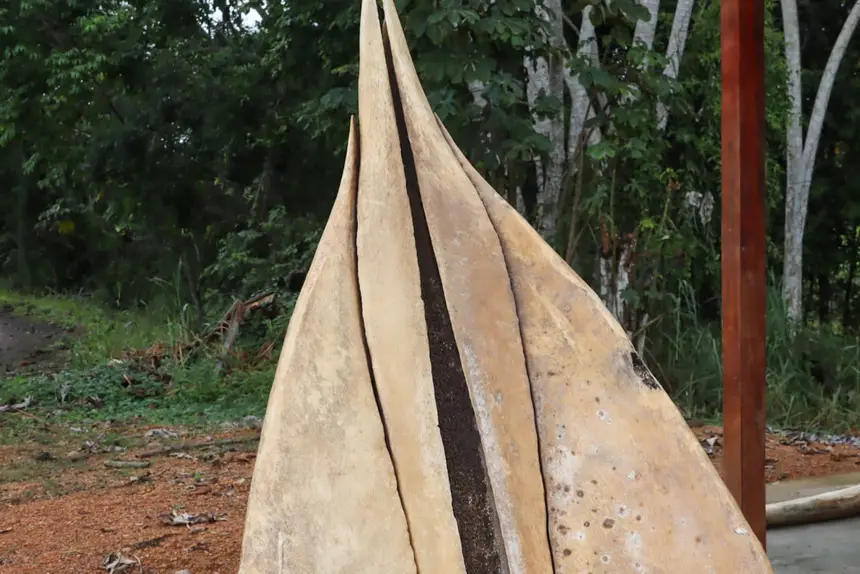  <div class='credito_fotos'>Foto: Adriano Monteiro/GEA &nbsp;&nbsp;|&nbsp;&nbsp; <a href='/midias/2026/originais/20260318082944-GF00017017-F00219729.webp' download><i class='fa-solid fa-download'></i> Download</a></div>